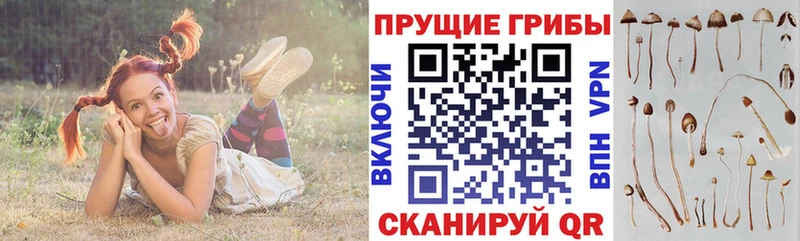 Купить где  Карасук  Псилоцибиновые грибы прущие грибы 